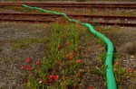 Photo-titre pour cet album:Green cycle