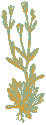 Tussilage