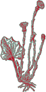 Tussilage