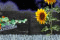 petite image du projet